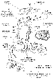 Big Block Ignition Shielding Diagram Thumbnail