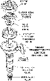 1966-67 Transistorized Ignition Distributor Diagram Thumbnail