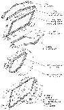 Seals and Seal Sets Diagram Thumbnail